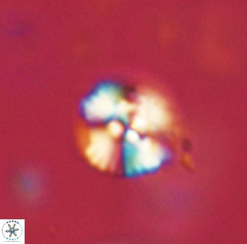 Cyclagelosphaera sp B 63694