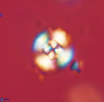 Cyclagelosphaera sp B 63695