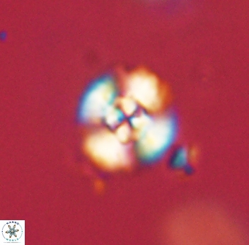 Cyclagelosphaera sp B 63695