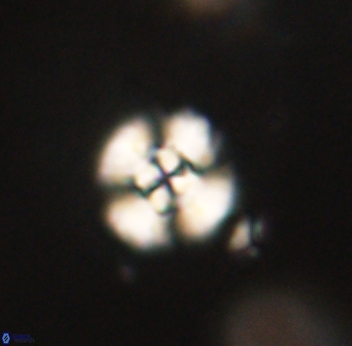 Cyclagelosphaera sp B 63696