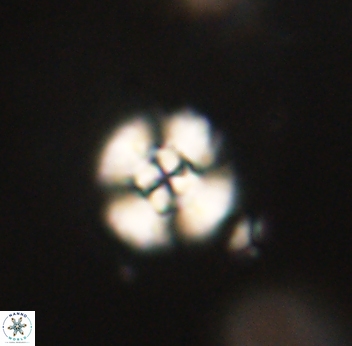 Cyclagelosphaera sp B 63696