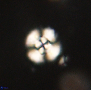 Cyclagelosphaera sp B 63697
