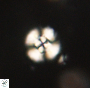 Cyclagelosphaera sp B 63697