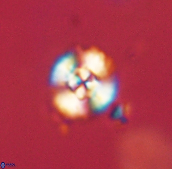 Cyclagelosphaera sp B 63698