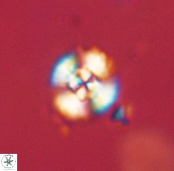 Cyclagelosphaera sp B 63698