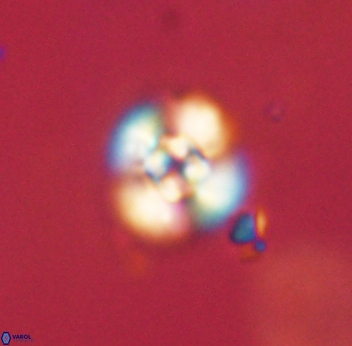Cyclagelosphaera sp B 63699