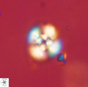 Cyclagelosphaera sp B 63699