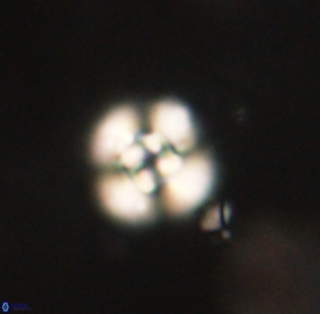 Cyclagelosphaera sp B 63700