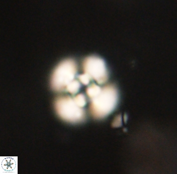 Cyclagelosphaera sp B 63700