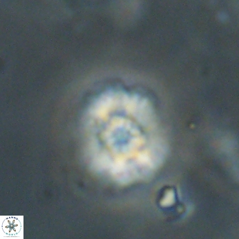 Cyclagelosphaera sp B 63703