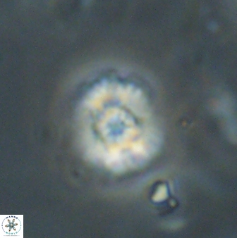 Cyclagelosphaera sp B 63705