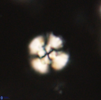 Cyclagelosphaera sp B 63707