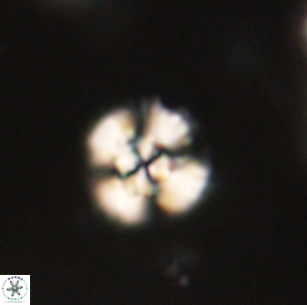 Cyclagelosphaera sp B 63707
