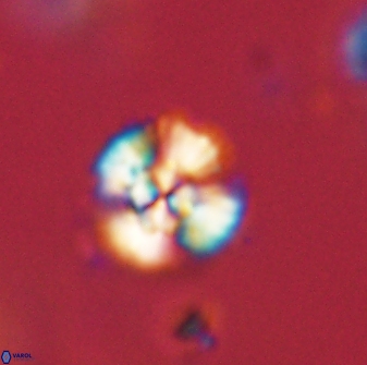 Cyclagelosphaera sp B 63708