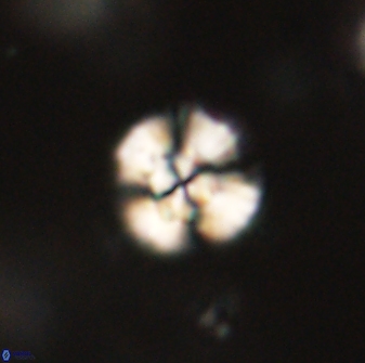 Cyclagelosphaera sp B 63709