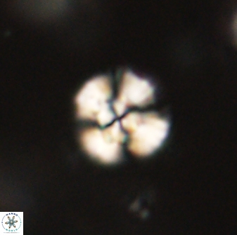 Cyclagelosphaera sp B 63709