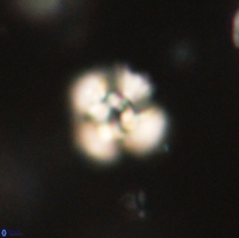 Cyclagelosphaera sp B 63710