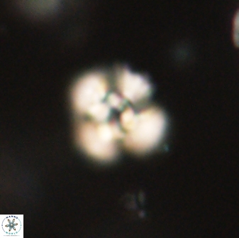 Cyclagelosphaera sp B 63710