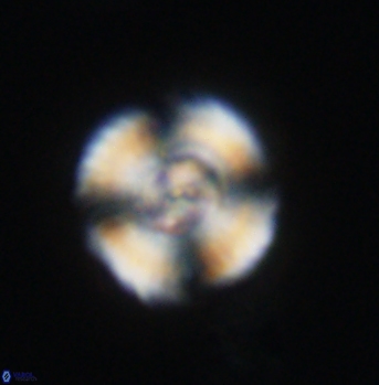 Cyclagelosphaera elevatocycla 11985