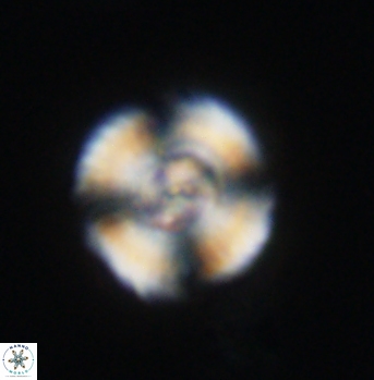Cyclagelosphaera elevatocycla 11985