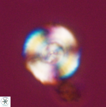 Cyclagelosphaera elevatocycla 11986