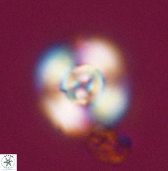 Cyclagelosphaera elevatocycla 11987