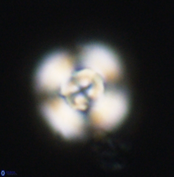 Cyclagelosphaera elevatocycla 11988