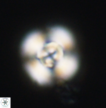Cyclagelosphaera elevatocycla 11988