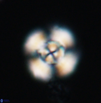Cyclagelosphaera elevatocycla 11994