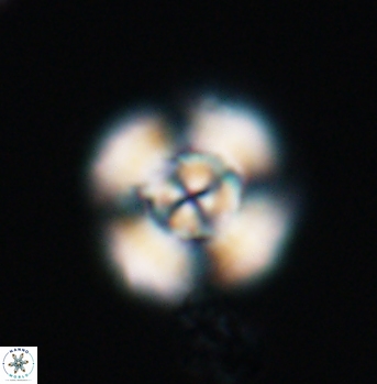 Cyclagelosphaera elevatocycla 11994