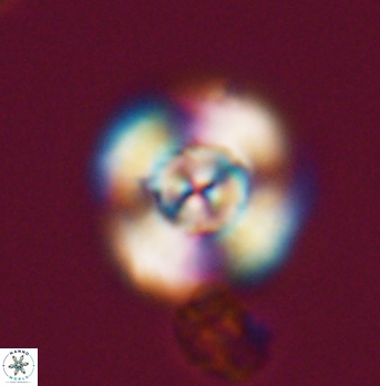 Cyclagelosphaera elevatocycla 11995