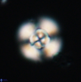 Cyclagelosphaera elevatocycla 11996