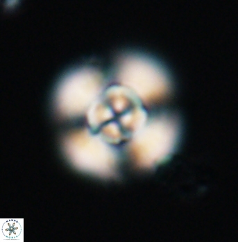 Cyclagelosphaera elevatocycla 11996