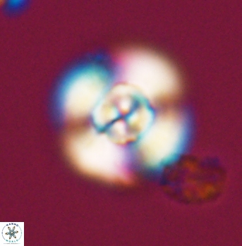 Cyclagelosphaera elevatocycla 11998