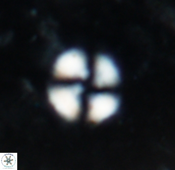 Cyclagelosphaera spp 1839