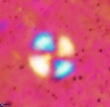 Cyclagelosphaera spp 1840