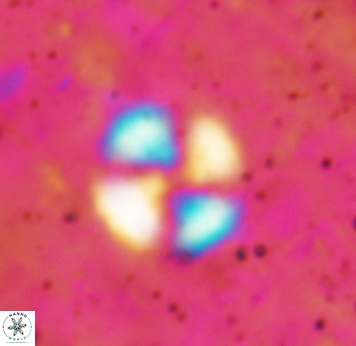 Cyclagelosphaera spp 1840