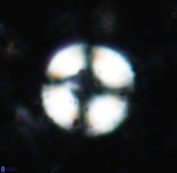 Cyclagelosphaera spp 1855