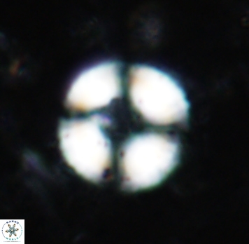 Cyclagelosphaera spp 1855