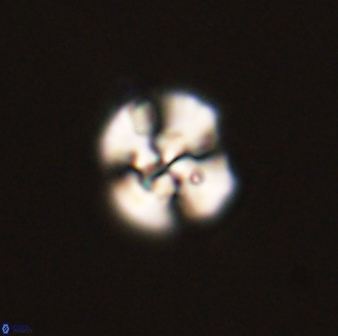 Cyclagelosphaera tetracycla 58437
