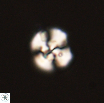 Cyclagelosphaera tetracycla 58437