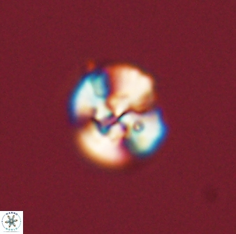 Cyclagelosphaera tetracycla 58438