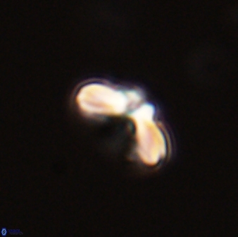 Cyclagelosphaera tetracycla 58439