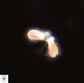 Cyclagelosphaera tetracycla 58439