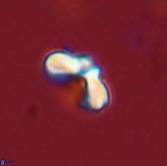 Cyclagelosphaera tetracycla 58440