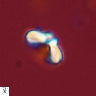 Cyclagelosphaera tetracycla 58440