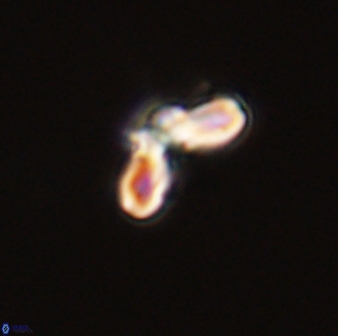 Cyclagelosphaera tetracycla 58442