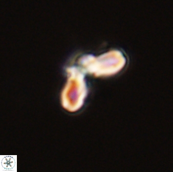 Cyclagelosphaera tetracycla 58442
