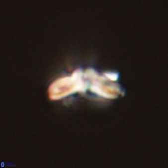 Cyclagelosphaera tetracycla 58443