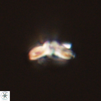Cyclagelosphaera tetracycla 58443